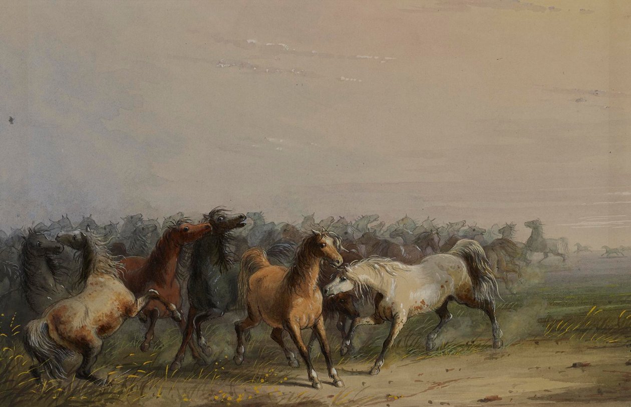 Chevaux sauvages - Alfred Jacob Miller
