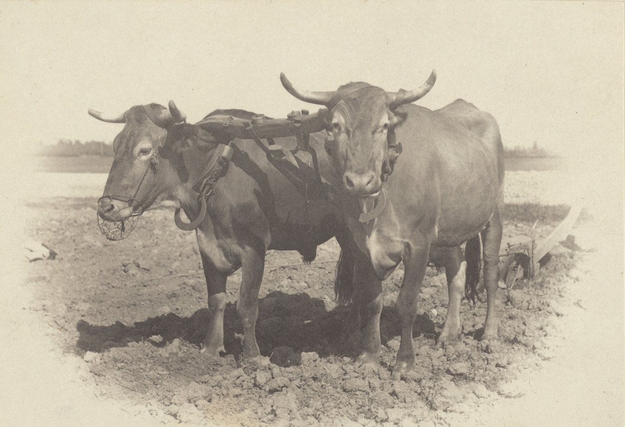 Une idylle - Alfred Stieglitz