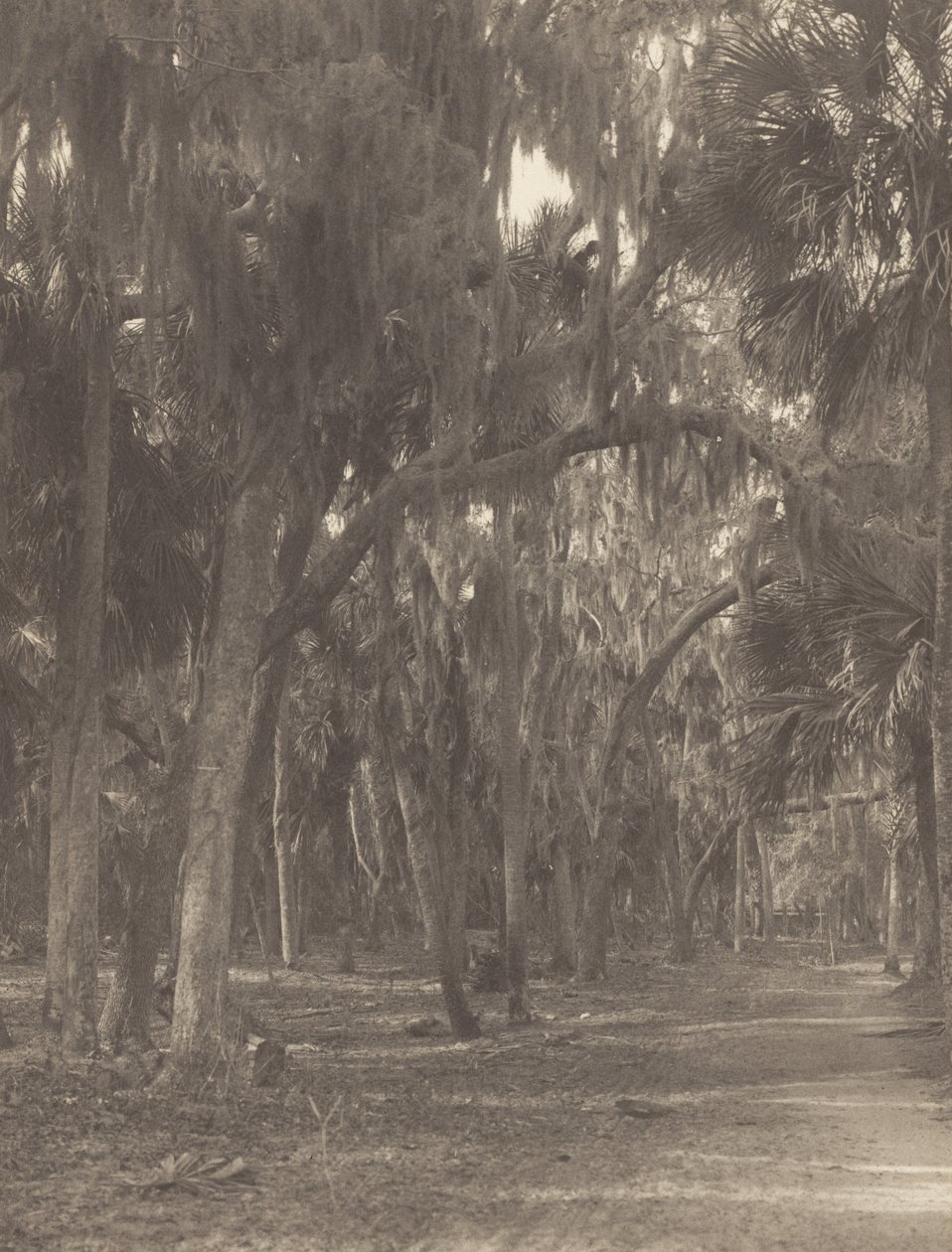 À Rockledge, Floride - Alfred Stieglitz