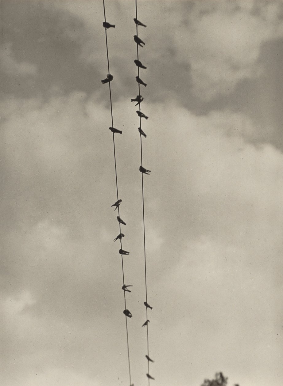 Les oiseaux - Alfred Stieglitz