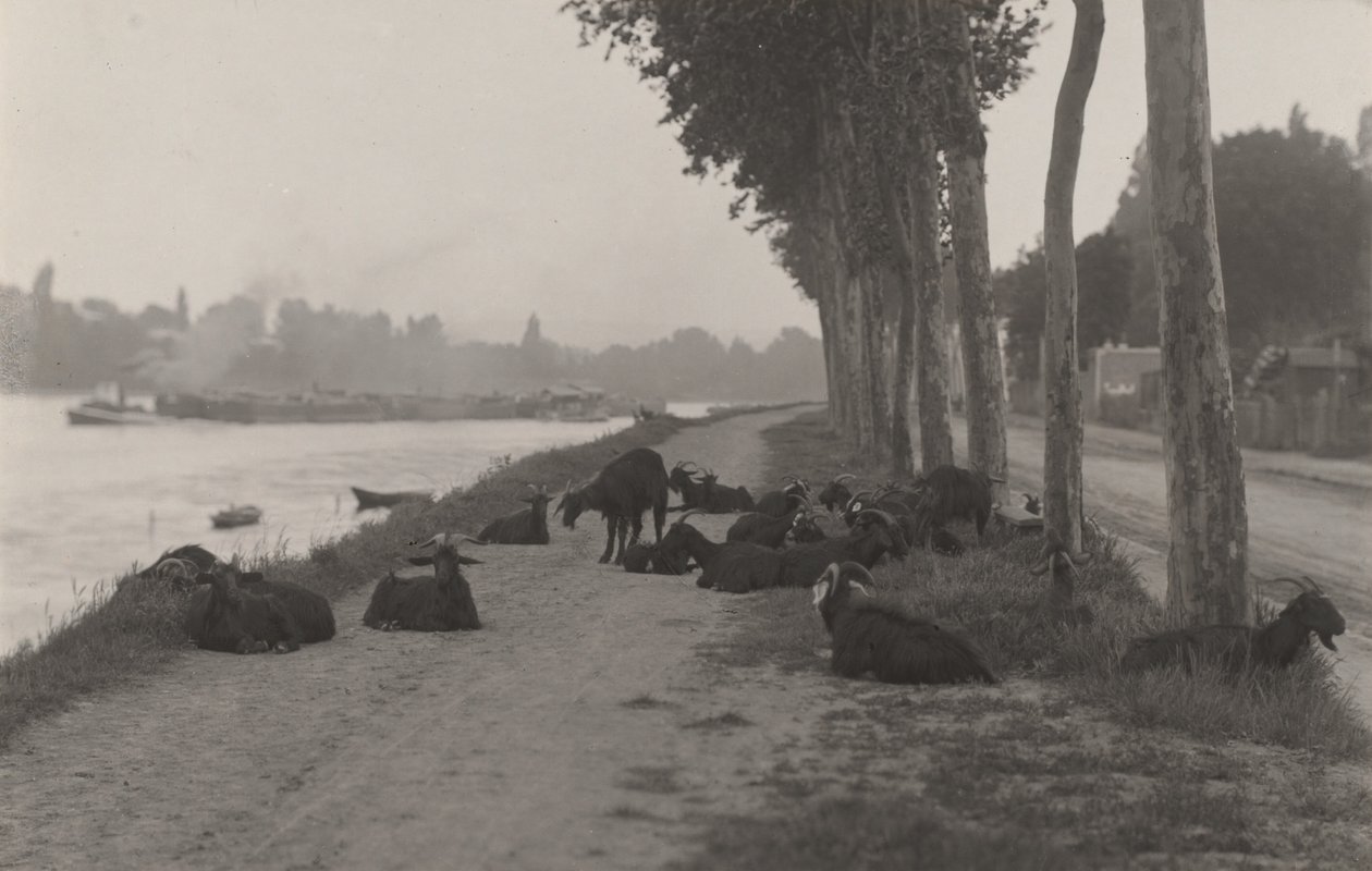 Des chèvres aux alentours de Paris - Alfred Stieglitz