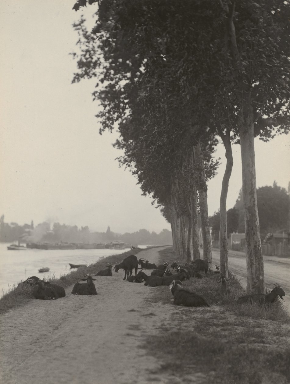 Chèvres aux environs de Paris - Alfred Stieglitz