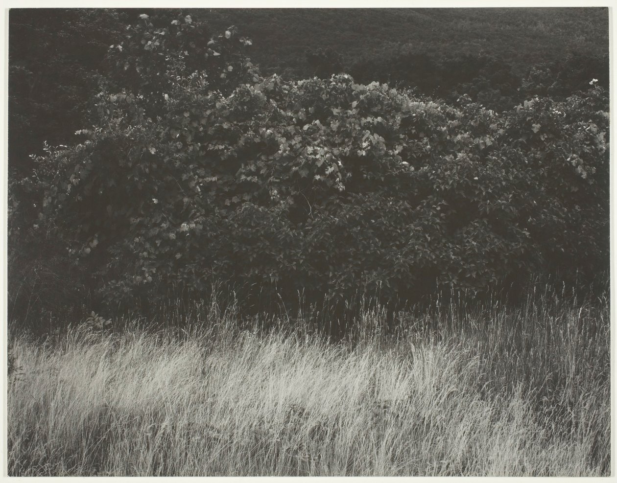 Haie et herbes - Lac George, 1933 - Alfred Stieglitz