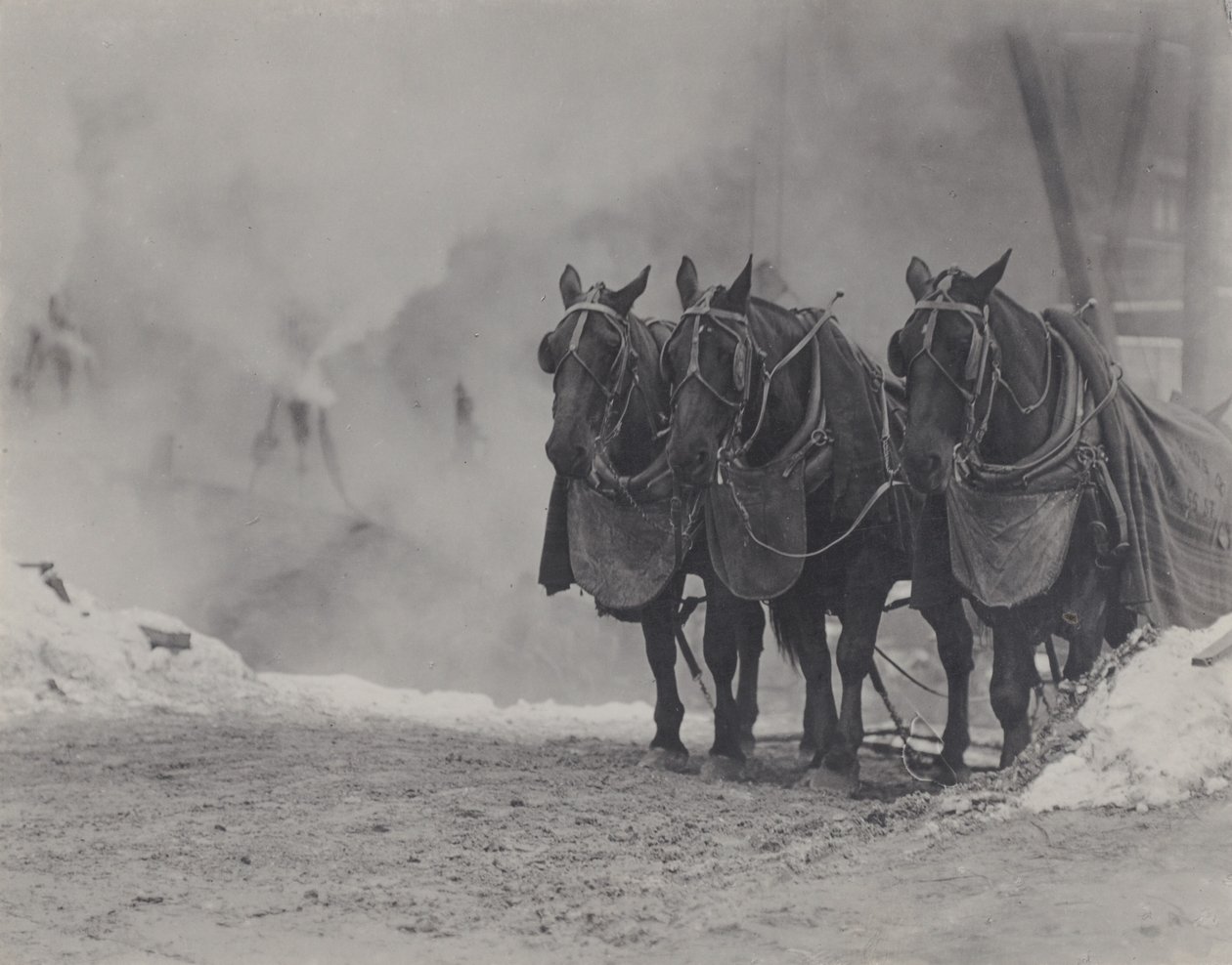 Chevaux, New York - Alfred Stieglitz