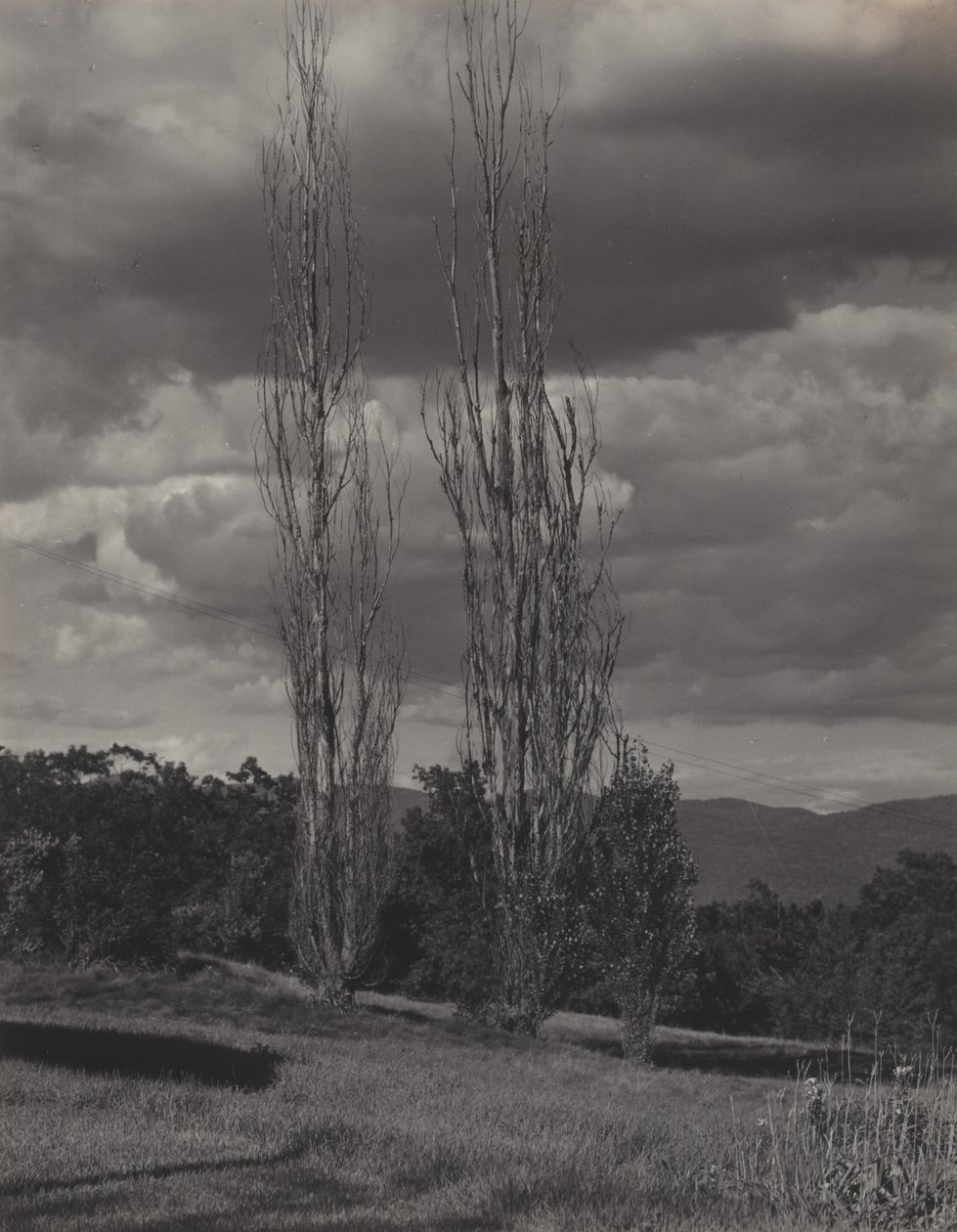 Poplars — Lac George - Alfred Stieglitz