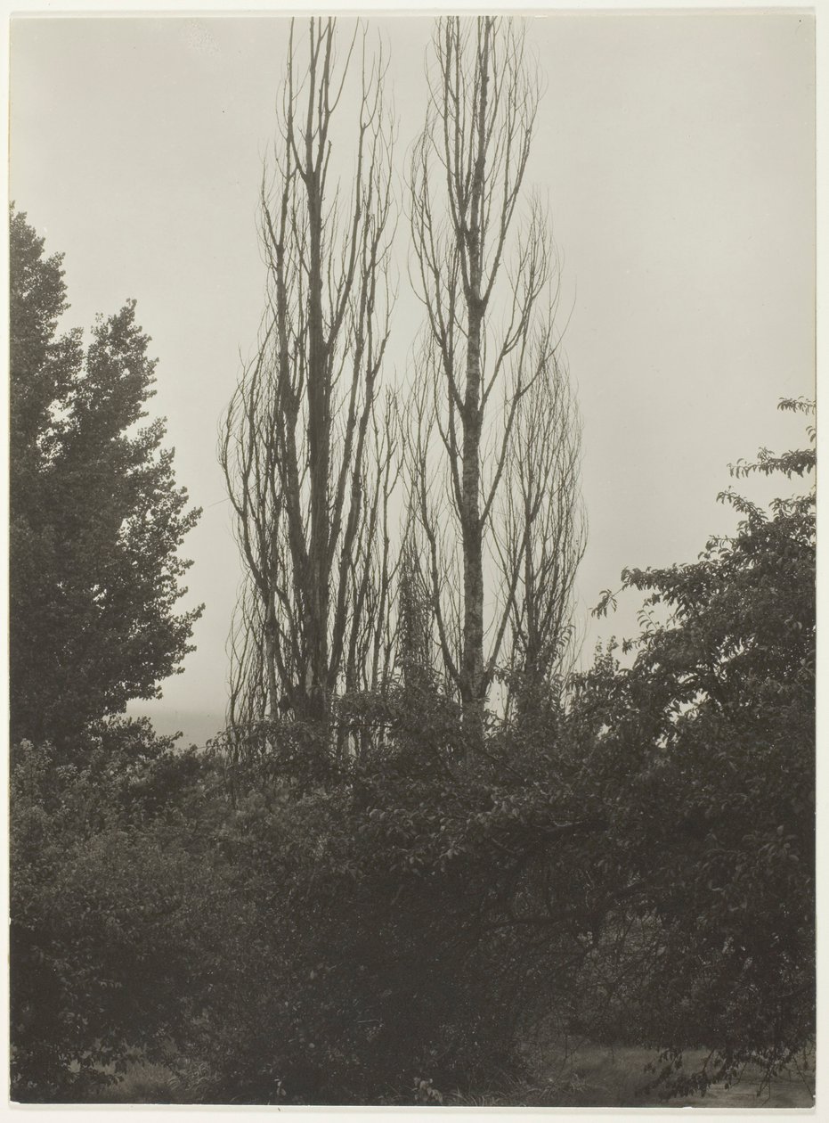 Peupliers - Lac George - Alfred Stieglitz