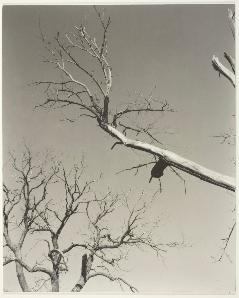Le marronnier mourant - Mon professeur - Alfred Stieglitz