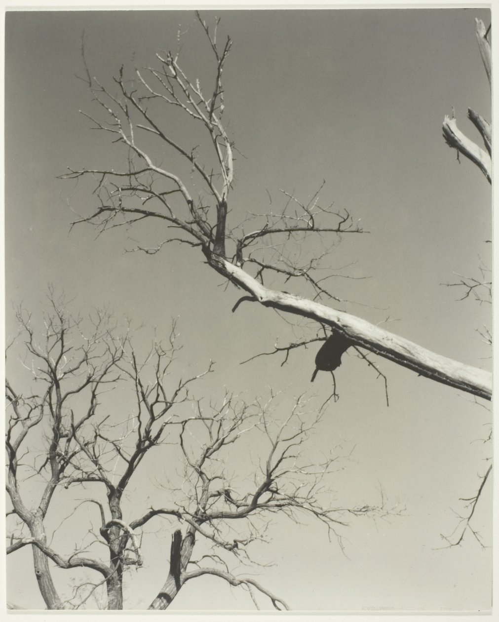 Le marronnier mourant - Mon professeur - Alfred Stieglitz