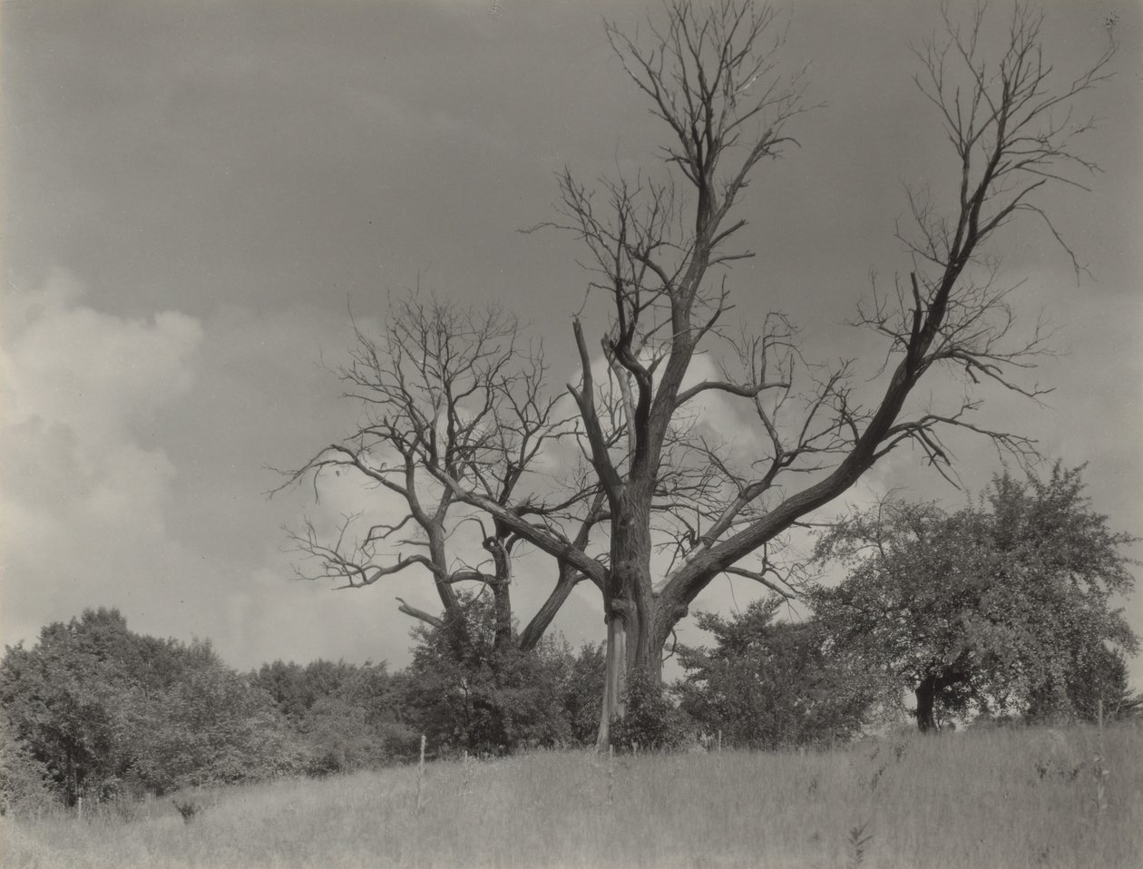 Le châtaignier mourant - Alfred Stieglitz
