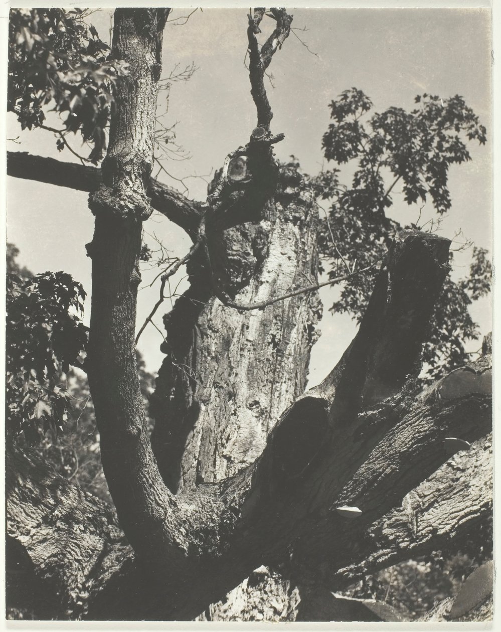 Le vieil érable - Lac George, 1926 - Alfred Stieglitz