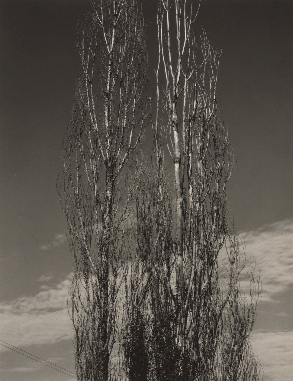 Les deux peupliers, lac George - Alfred Stieglitz