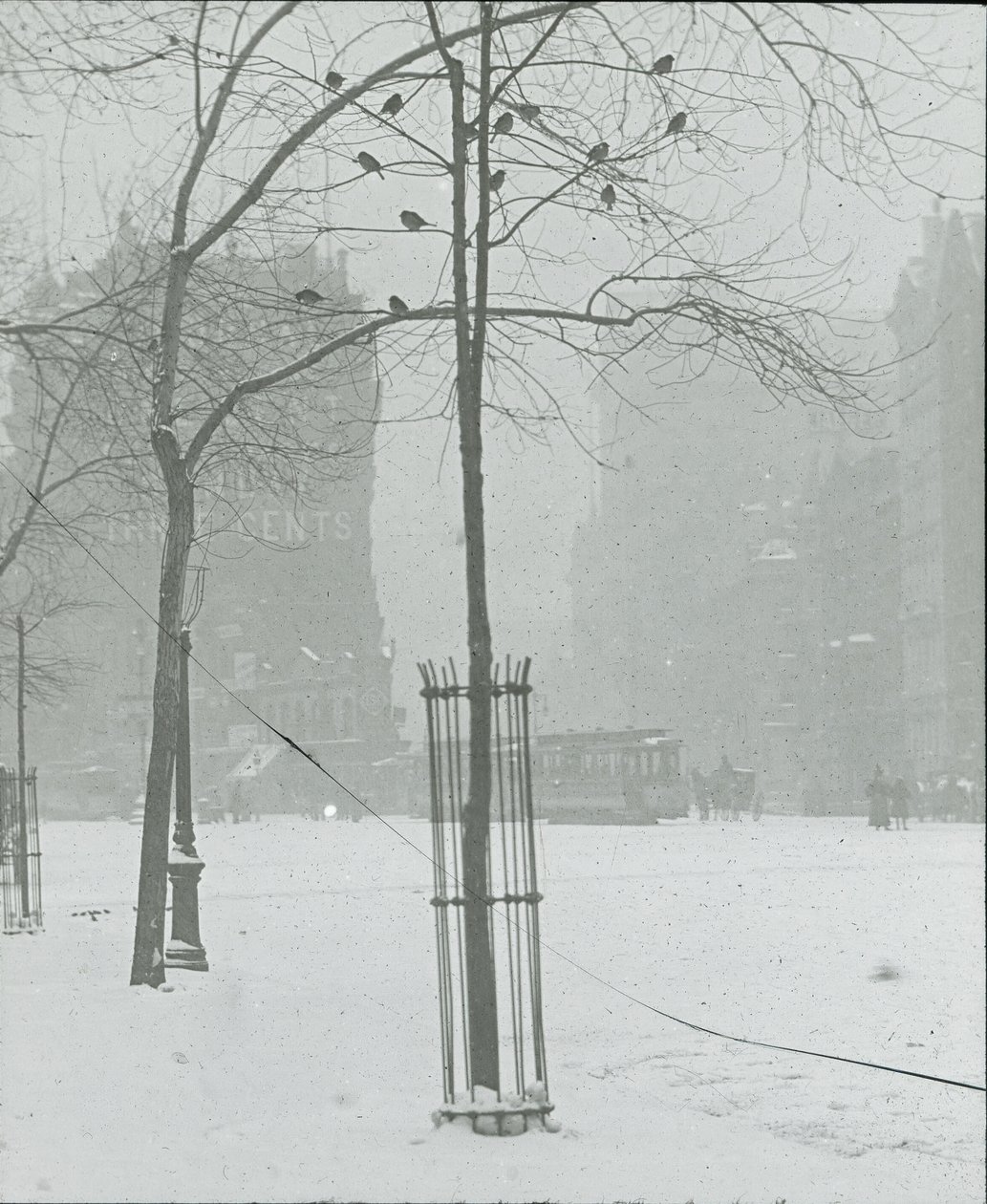 Arbre dans la neige, New York City, 1900-02 - Alfred Stieglitz