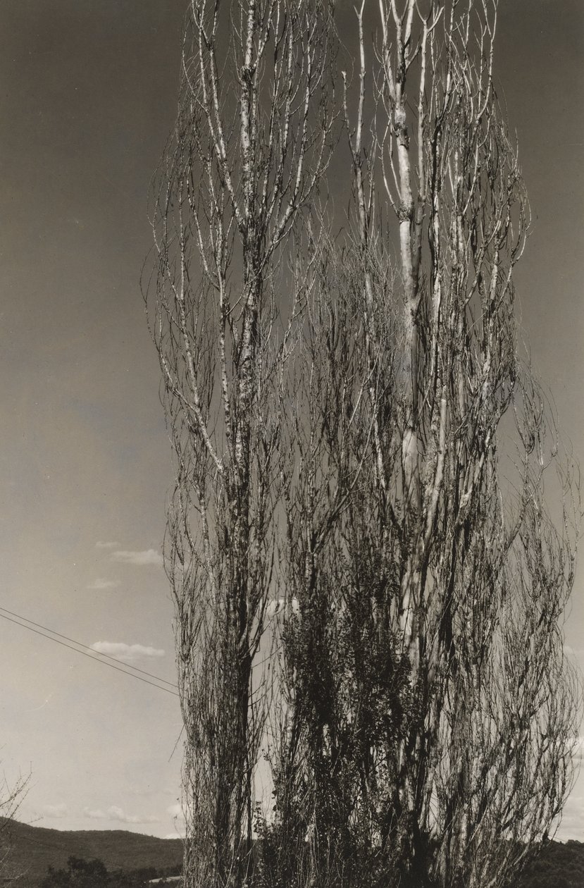 Deux peupliers, lac George (recto) - Alfred Stieglitz