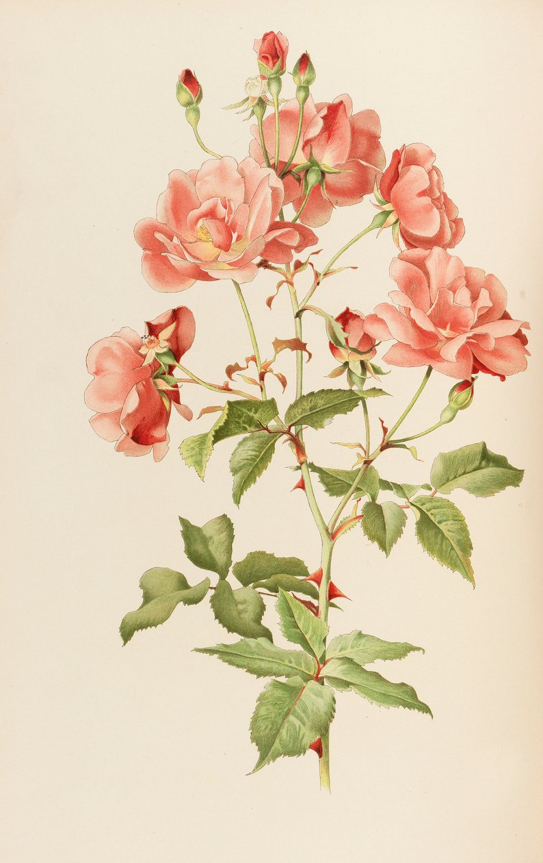 Illustration du genre rosa par Ellen Willmott - Alfred William Parsons