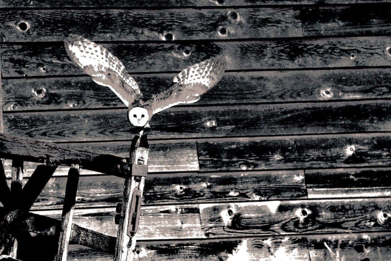 Airborne, de la série Barn Owl, 2018 (photographie) - Alice Gur Arie