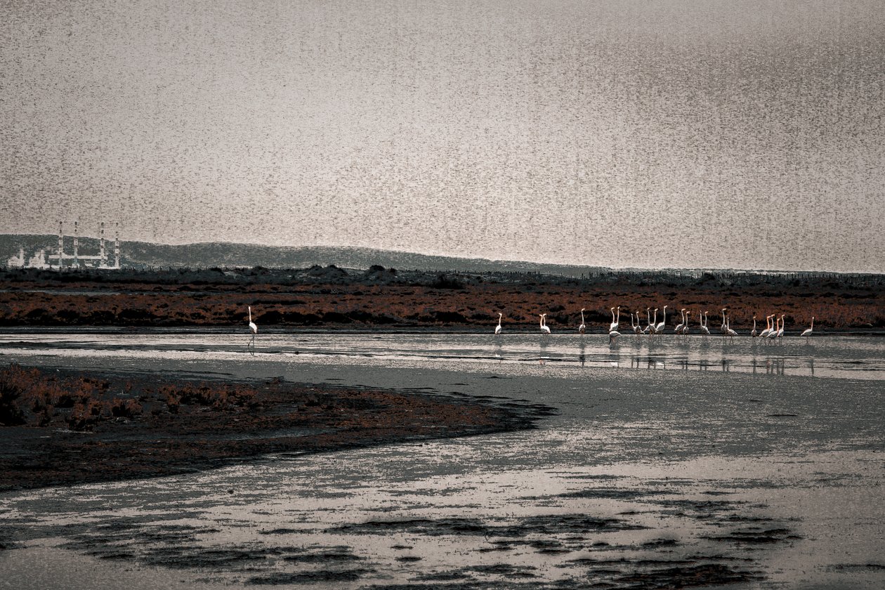 Congrégation, de la série Flamants de Camargue, 2017 (photographie repeinte à la main). - Alice Gur Arie