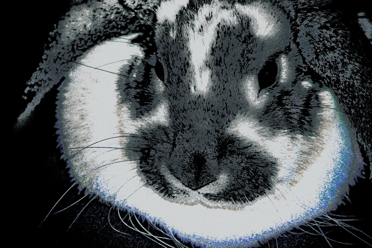 Année du lapin, 2022 (photographie repeinte) - Alice Gur Arie