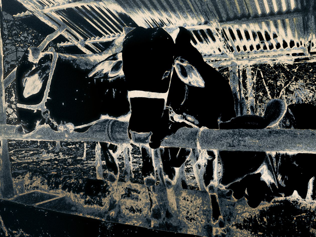 Homestead, 2020 (photographie peinte) - Alice Gur Arie