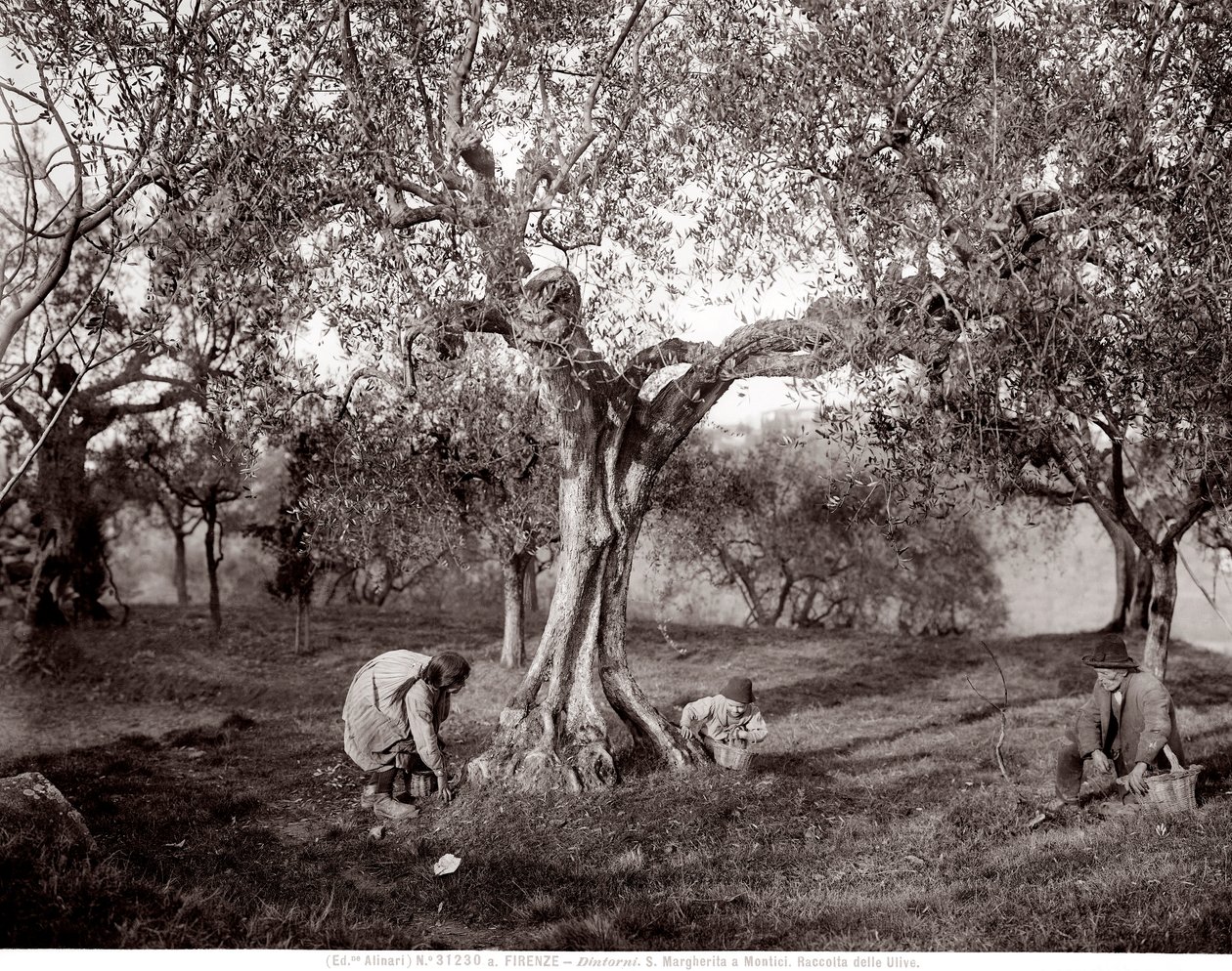 Enfants cueillant des olives parmi les oliviers, sur une colline à Santa Margherita a Montici, Florence - Fratelli Alinari