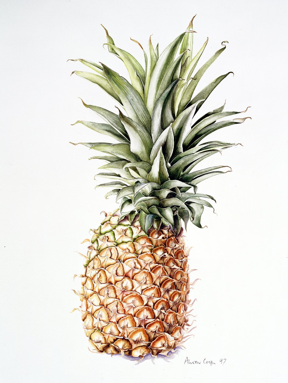 Ananas, 1997 - Alison Cooper