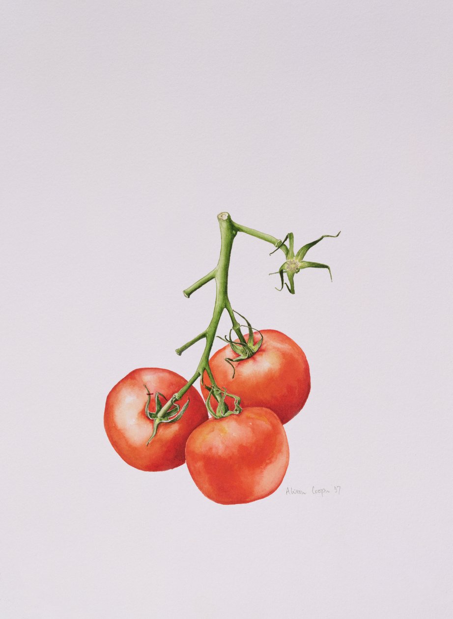 Trois tomates sur la vigne, 1997 - Alison Cooper