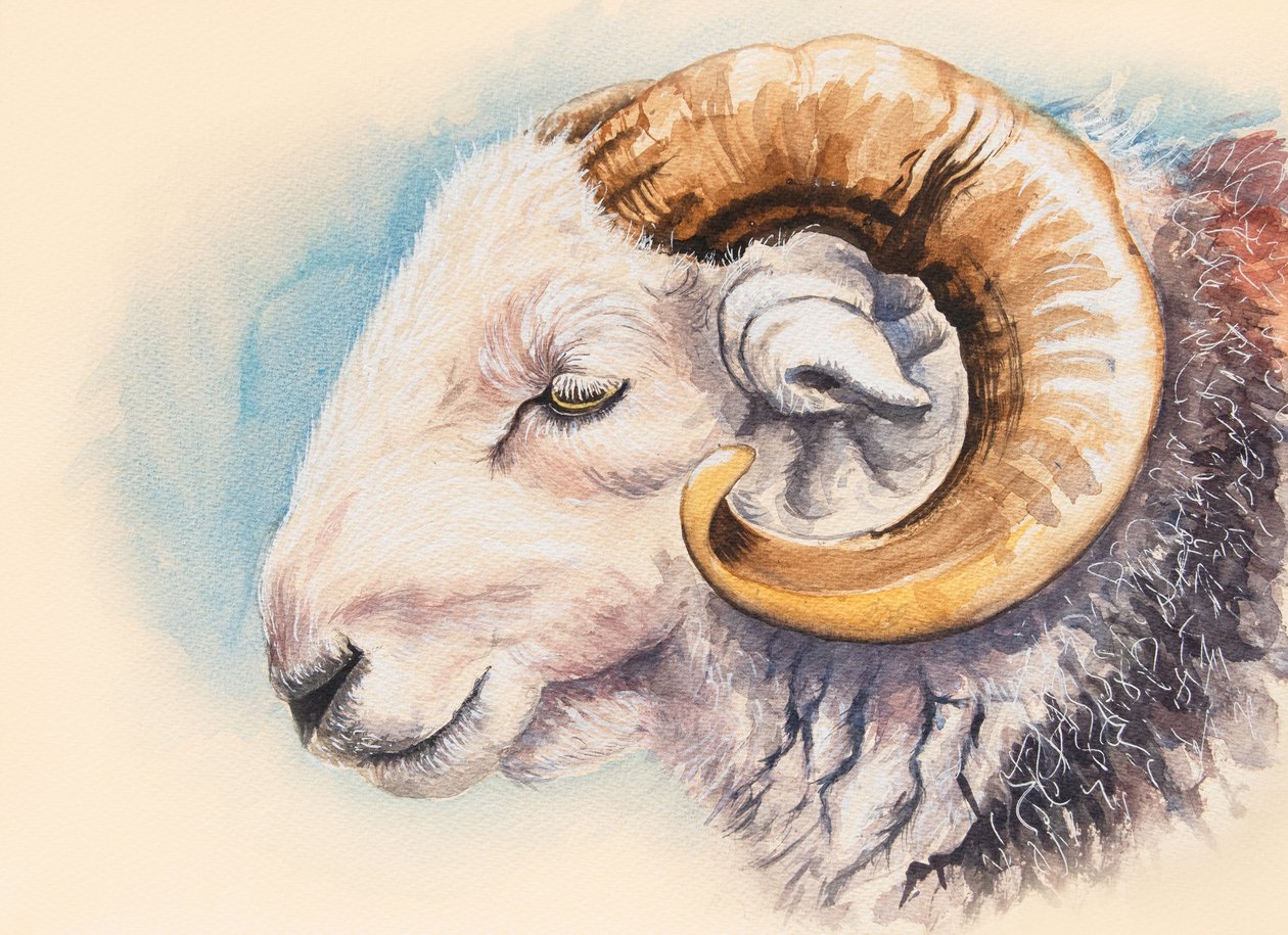 Un bélier Herdwick - Alison Cooper