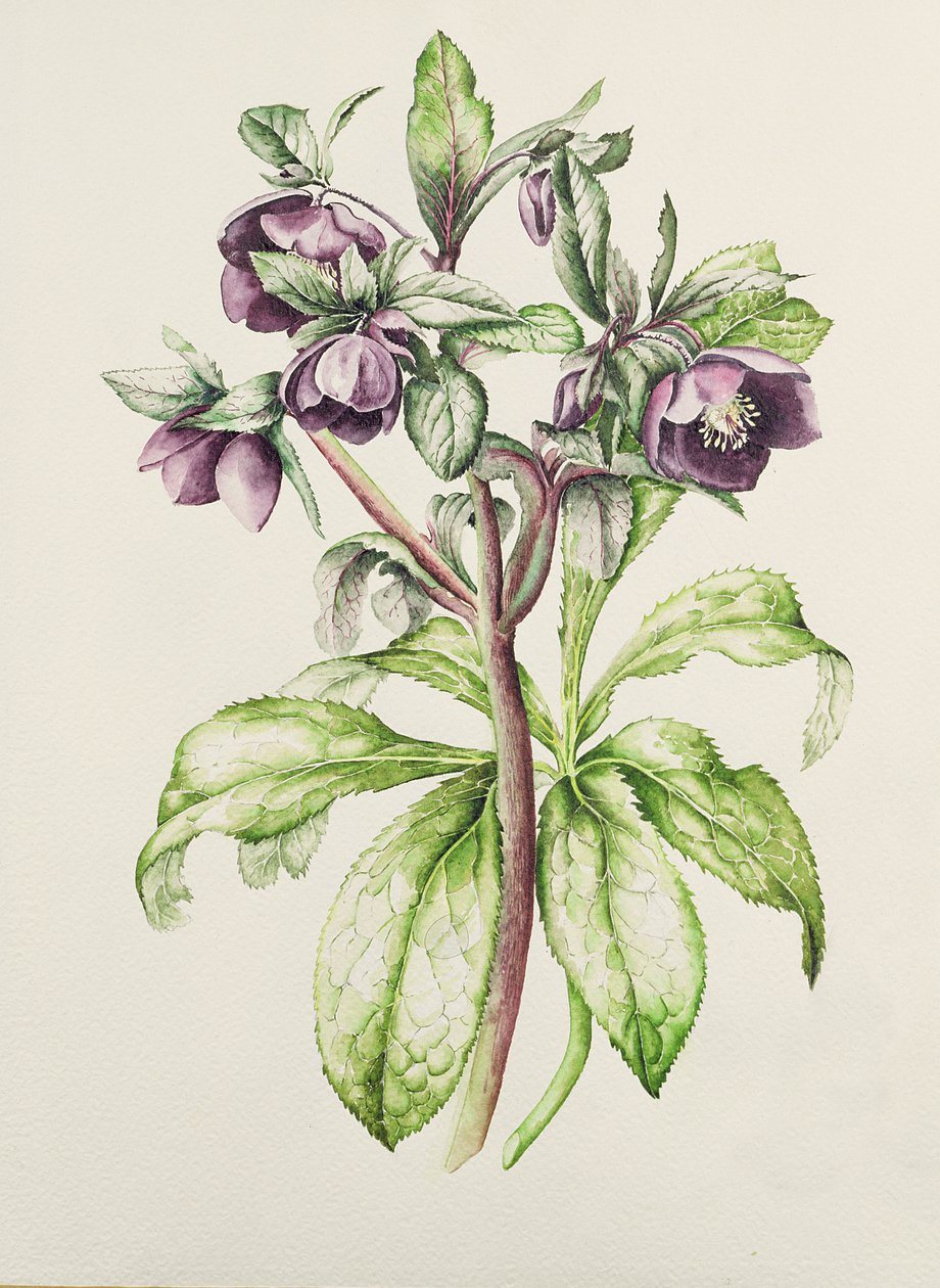Helleborus Orientalis de Helen Ballard (fleurs pourpres foncées) - Alison Cooper