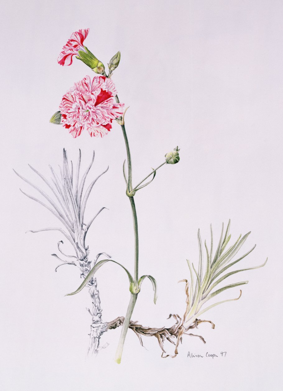 Vieille variété de Dianthus, 1997 - Alison Cooper