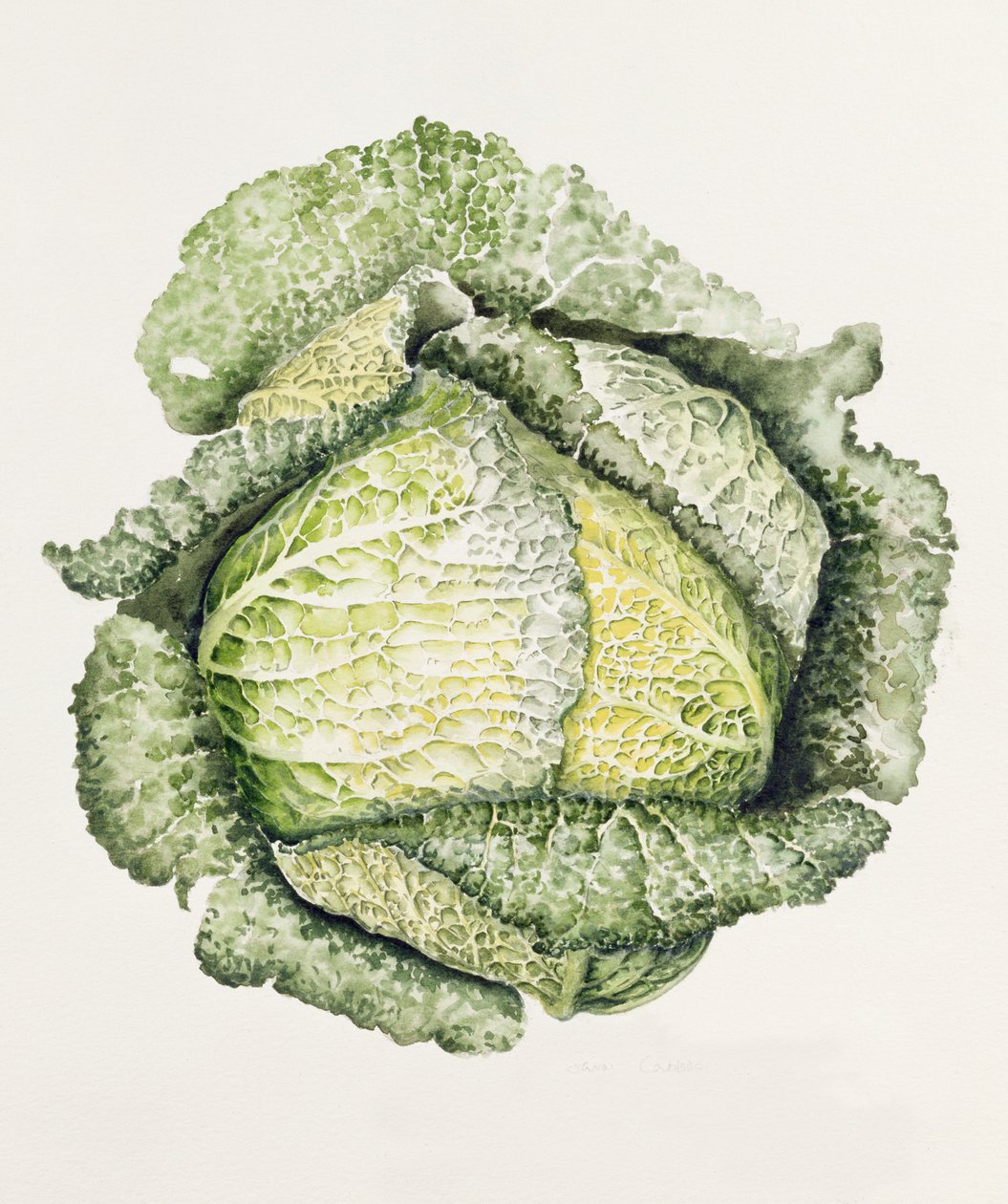 Chou de Savoie - Alison Cooper