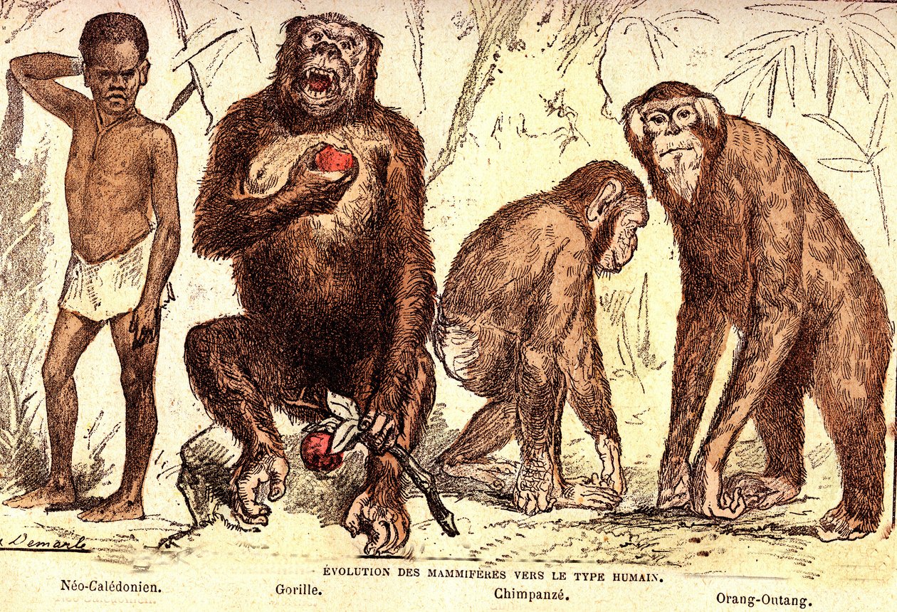 Évolution des mammifères vers le type humain : Création naturelle et êtres vivants (De Jules Rengade). Dessin par A. Demarle. 1885 - Alphonse Demarle