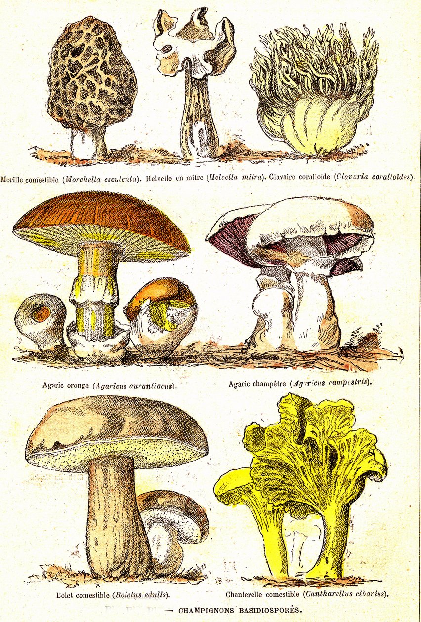 Champignons Basidiospores: Création naturelle et êtres vivants (De Jules Rengade). Dessin par A. Demarle. 1885 - Alphonse Demarle