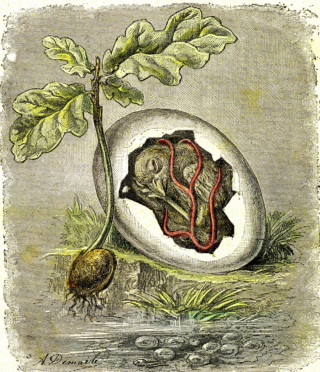 Nature. Œuf et graine : Premier état des êtres organisés. Création naturelle et êtres vivants. (J. Rengade) dessin par A. Demarle. 1885 - Alphonse Demarle