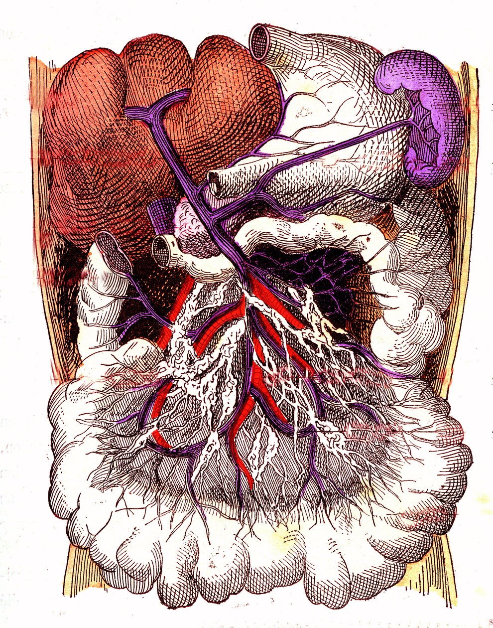 Organes d