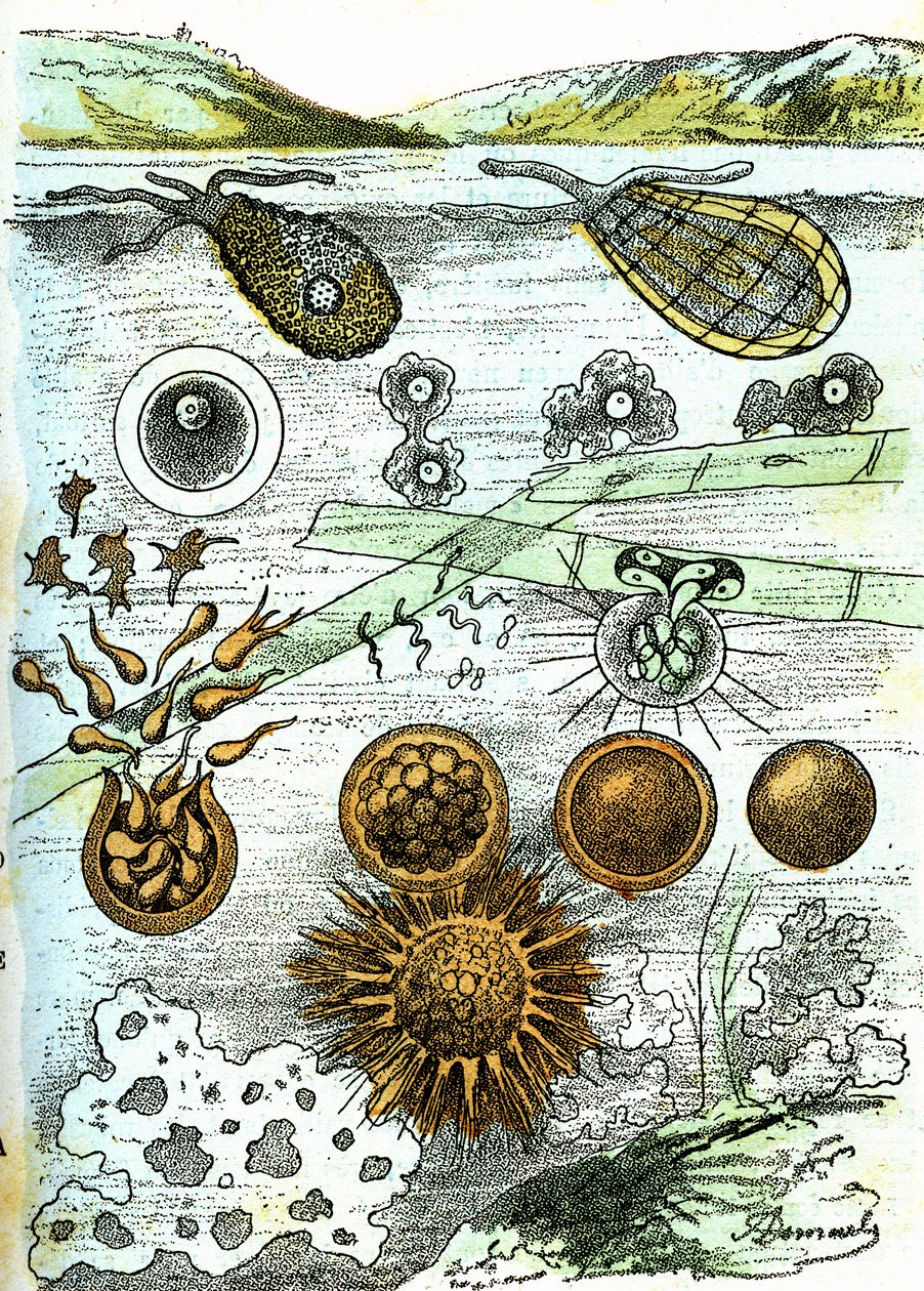 Préhistoire-Amibes, Bactéries, Monères (Croissance) : Êtres rudimentaires organisés. Création naturelle et êtres vivants. Dessin par A. Demarle. 1885 - Alphonse Demarle