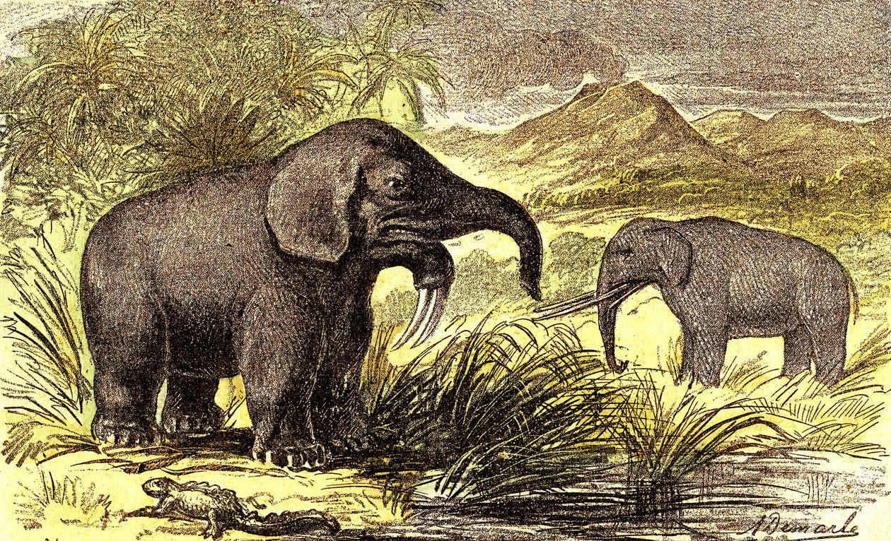 Préhistoire-Période Miocène : De droite à gauche : le Dinotherium et le Mastodonte. Création Naturelle et êtres vivants. Dessin par A. Demarle. 1885 - Alphonse Demarle