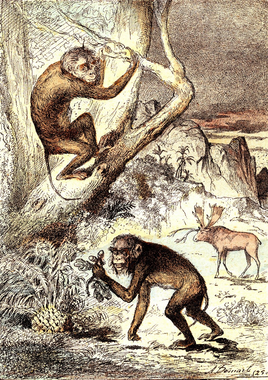 Les Singes Catarhiniens (Période Miocène) : Les Semnopithèques. La création naturelle et les êtres vivants de J. Rengade. Dessin A. Demarle - Alphonse Demarle