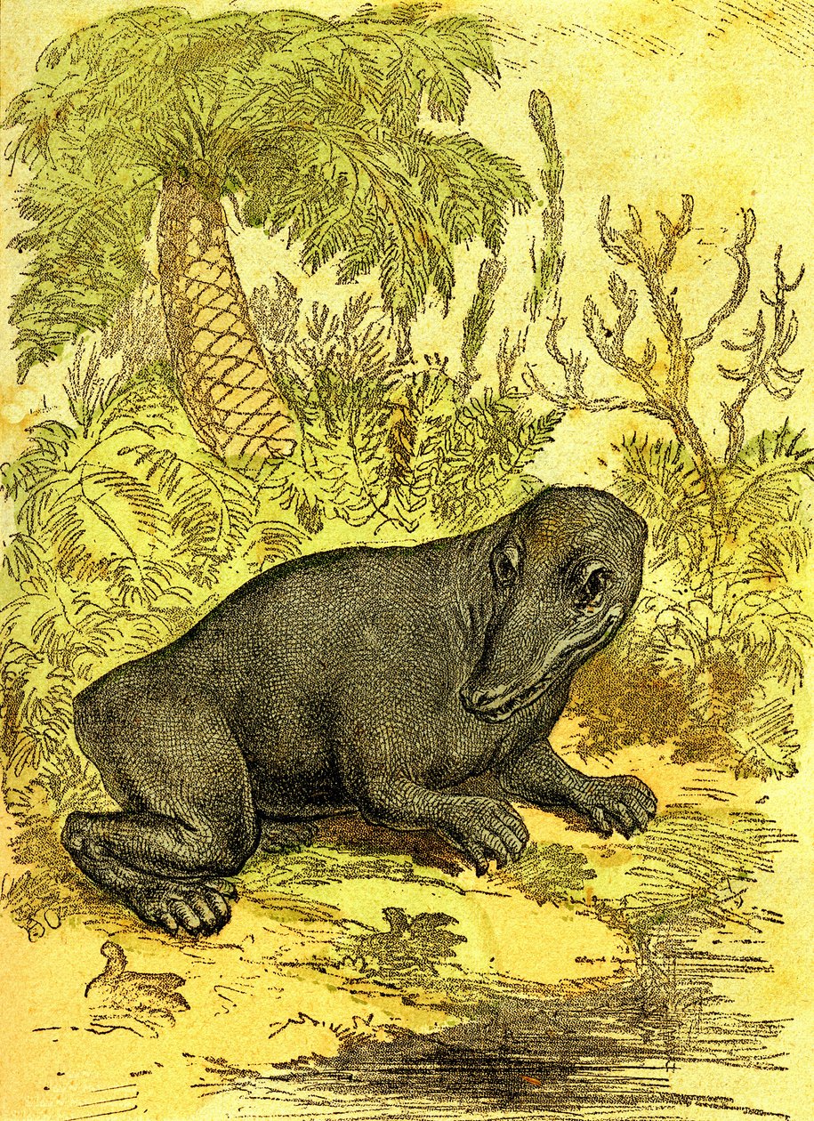 Le Labyrinthodonte (Amphibie): Amphibien de la période du charbon. Création naturelle et êtres vivants. Dessin A. Demarle 1885 - Alphonse Demarle