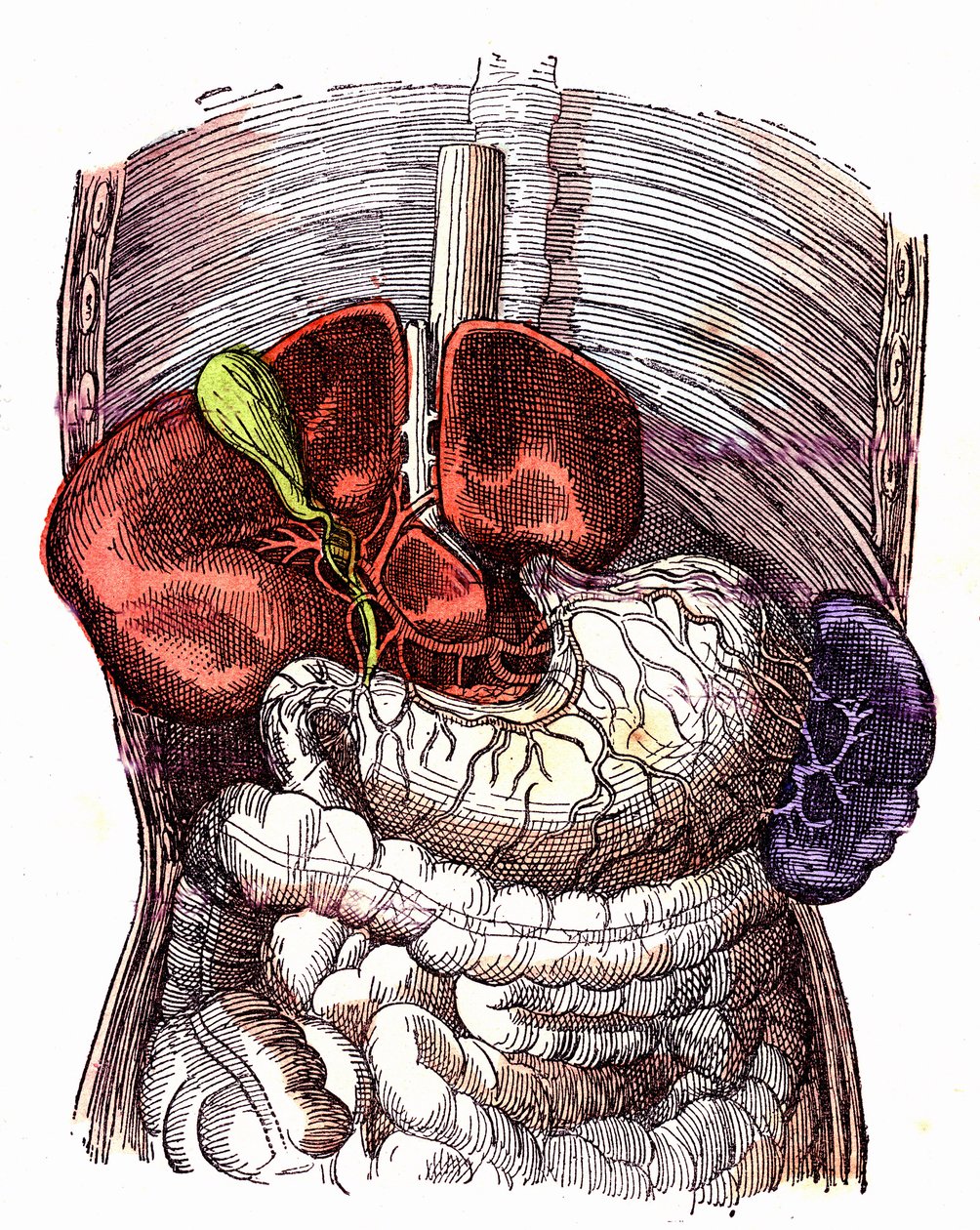 Le tube digestif - (Vie normale et santé par J. Rengade) - Dessin A. Demarle 1881 - Alphonse Demarle