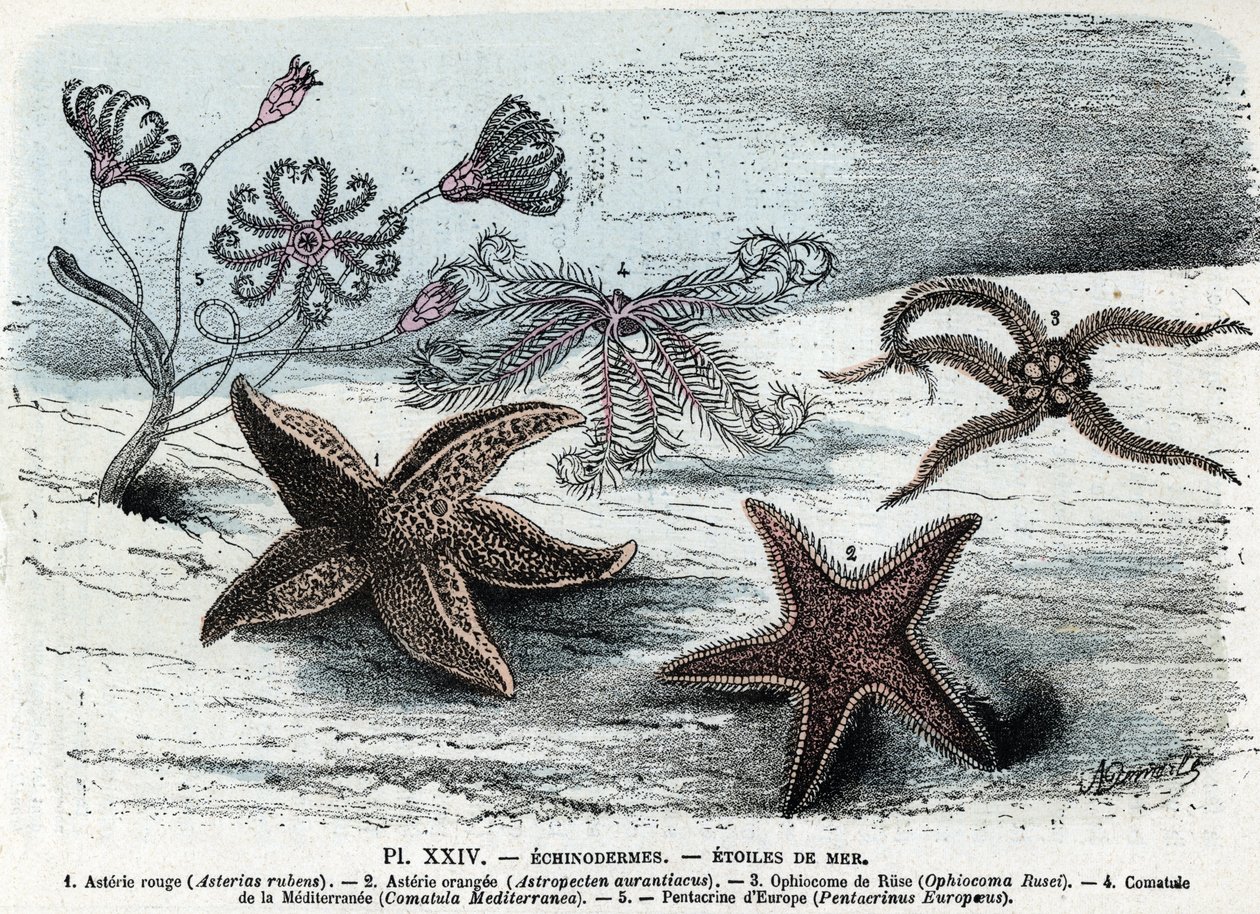 Planche zoologique ; échinodermes, étoiles de mer (astéries, ophiocoma, comatum et pentacrine). Gravure tirée de « L