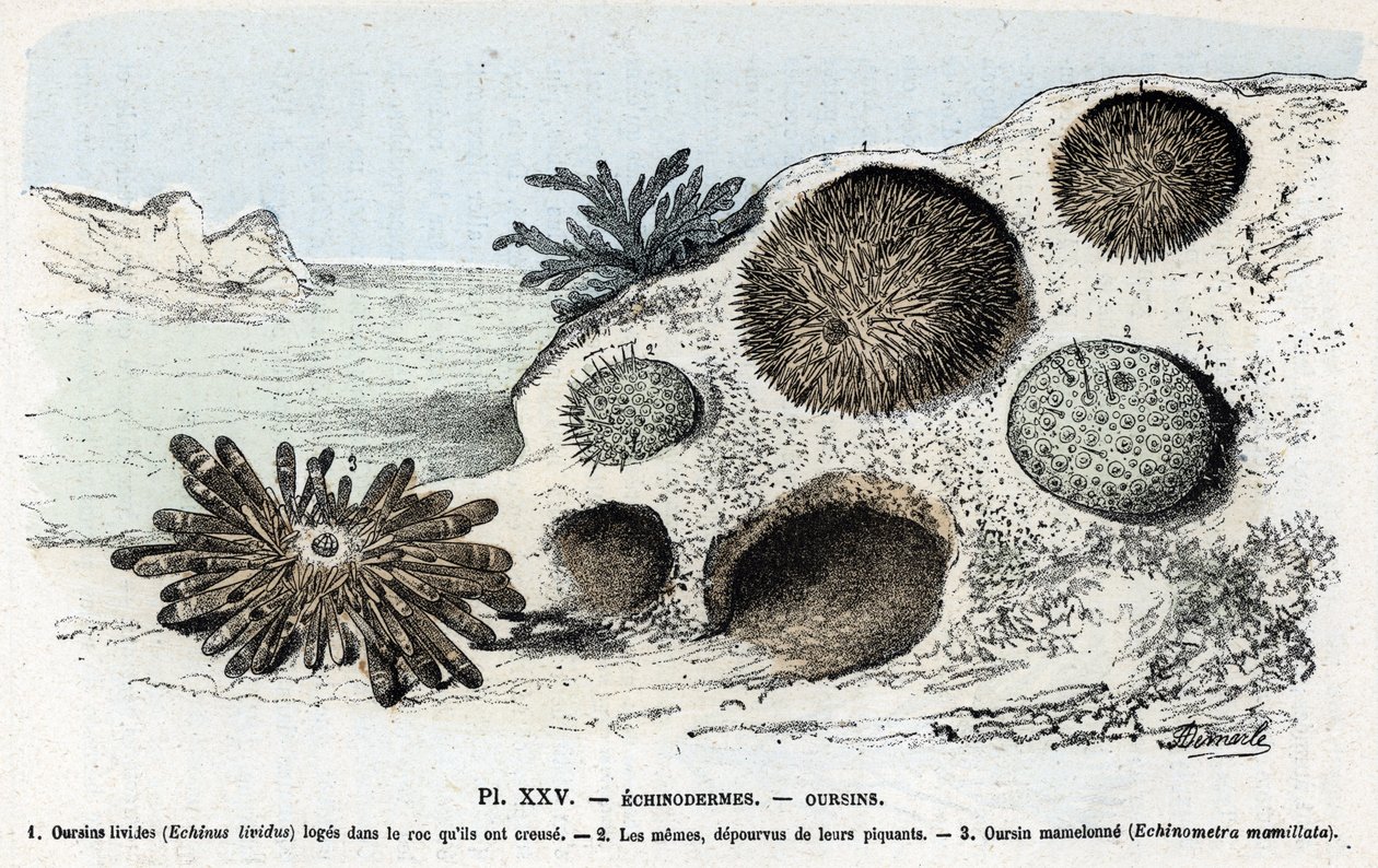 Planche zoologique : échinodermes, oursins Gravure de 