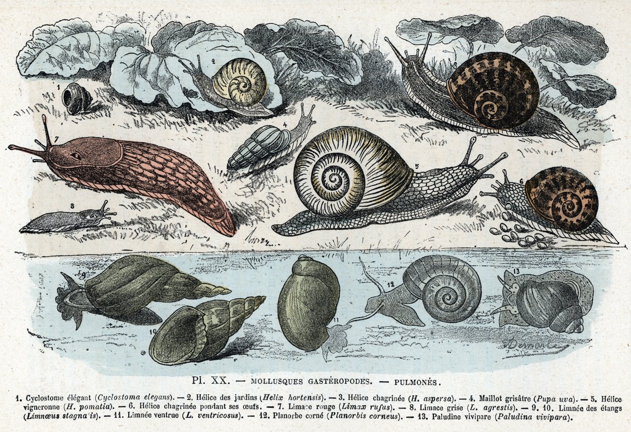 Planche zoologique ; mollusques gastéropodes, poumons (cyclostome, hélice de jardins et chagrin, limace rouge, limace grise, limnée, planorbe, paludine...). Gravure tirée de « L