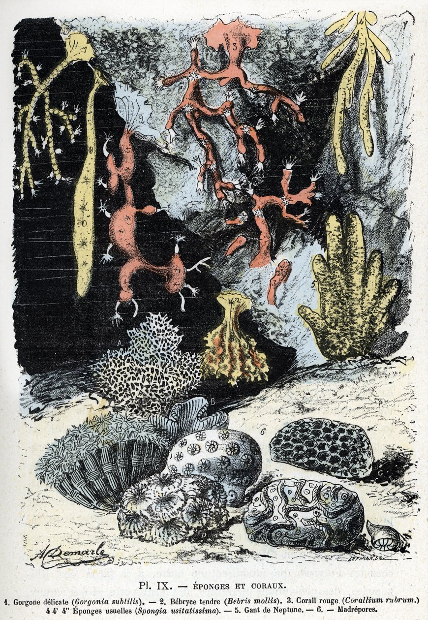Planche zoologique : éponges et coraux (gorgone, bebryce, corail, éponges, gant de Neptune). Gravure tirée de « L