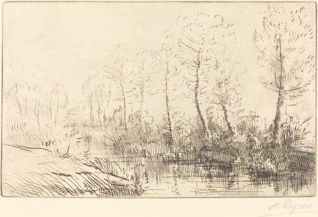 Les bouleaux : Bord de l