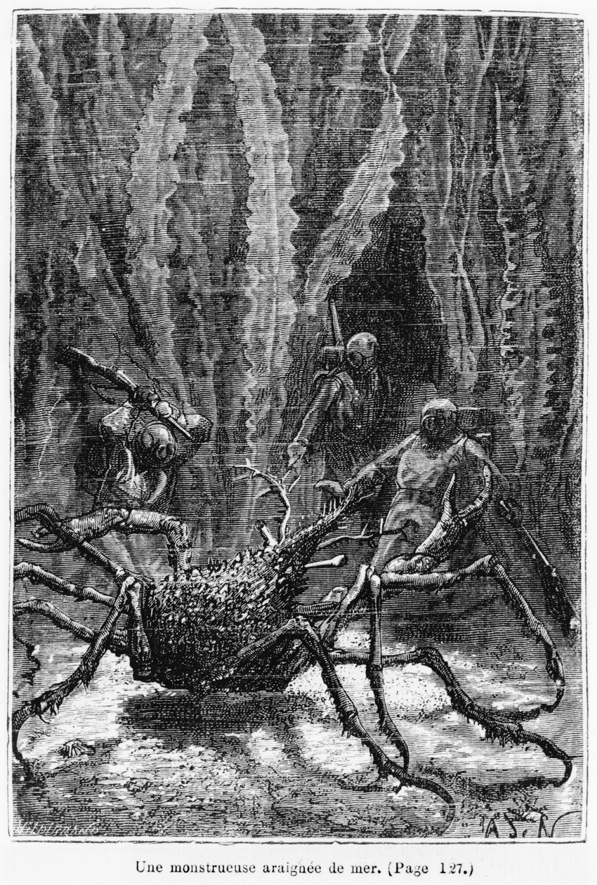 Le crabe araignée, illustration de 