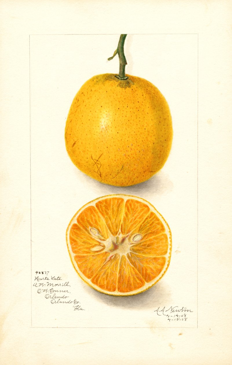 Oranges tardives Harts (Citrus sinensis) (aquarelle) - Amanda Almira Newton