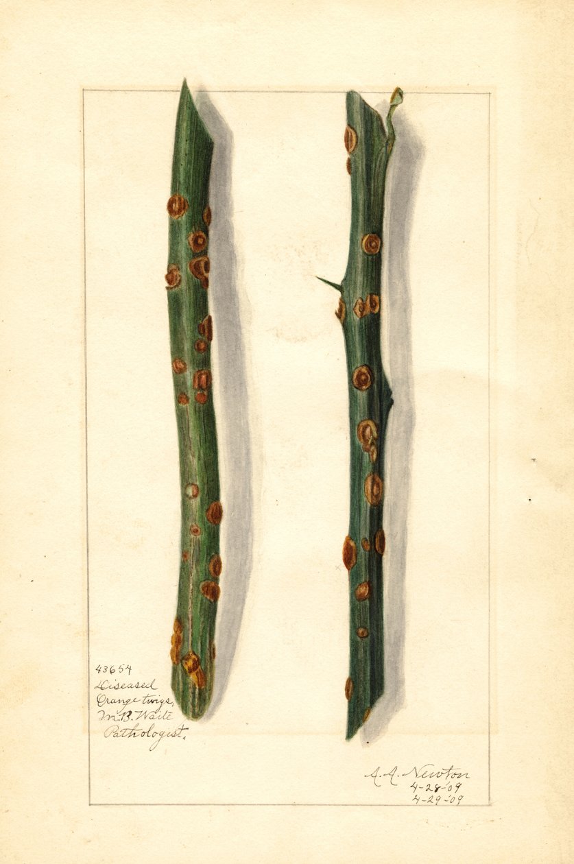 Deux rameaux d