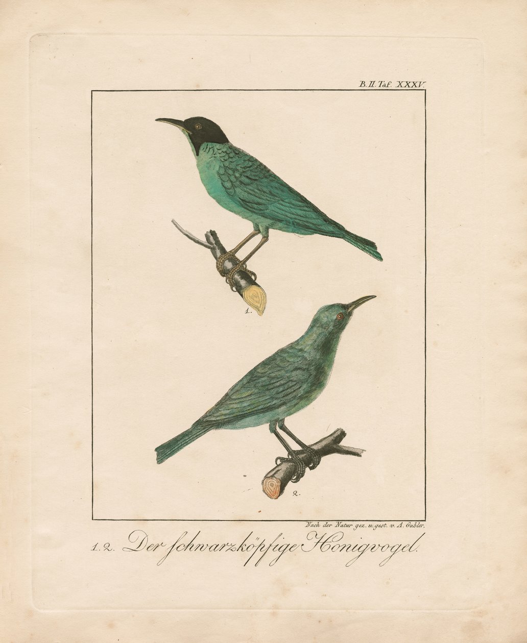 Hippocampe à tête noire (gravure sur cuivre coloriée à la main) - Ambrosius Gabler