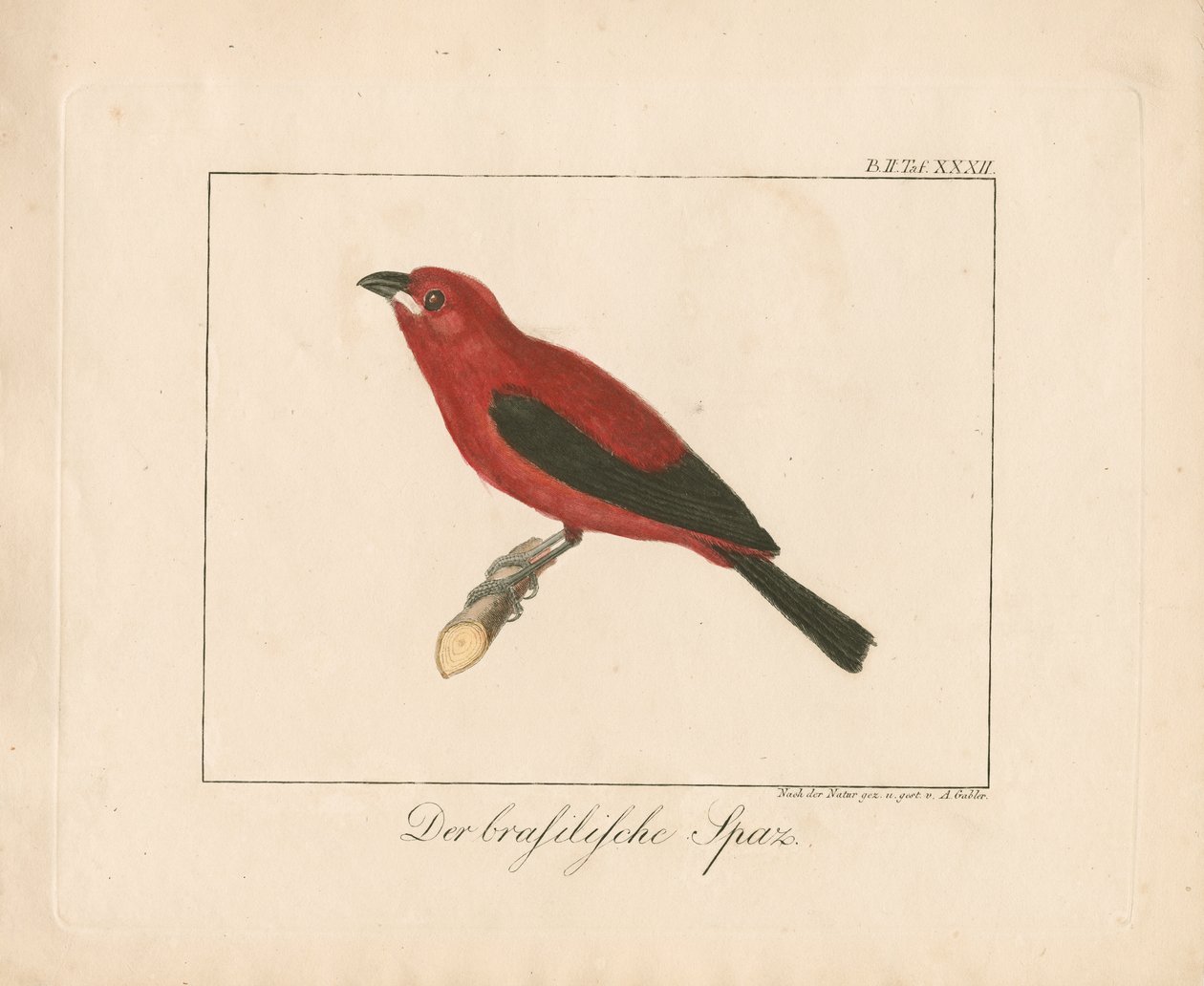 Pinson du Brésil (gravure sur cuivre coloriée à la main) - Ambrosius Gabler