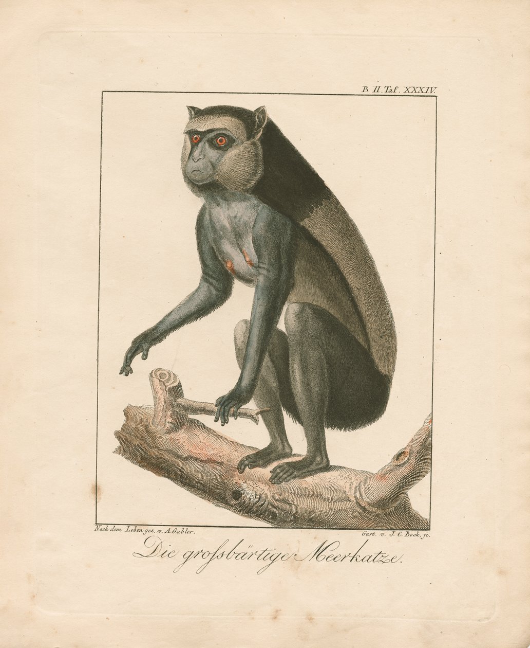 Grand singe barbu (gravure sur cuivre coloriée à la main) - Ambrosius Gabler