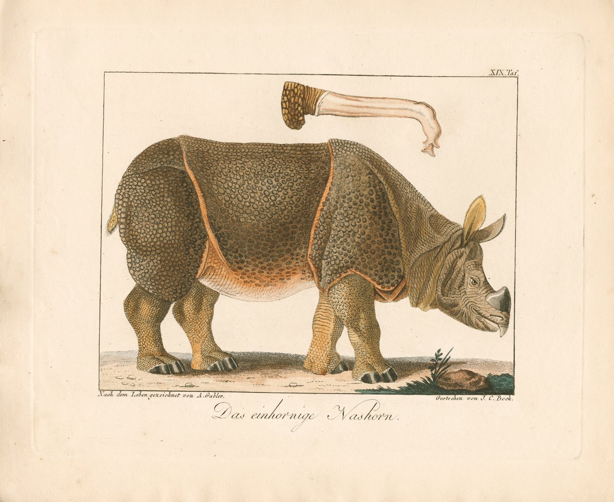 Rhinocéros indien (lithographie coloriée à la main) - Ambrosius Gabler